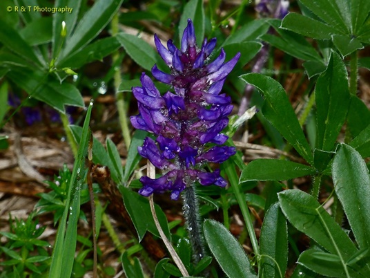 {Pediomelum subacaule}